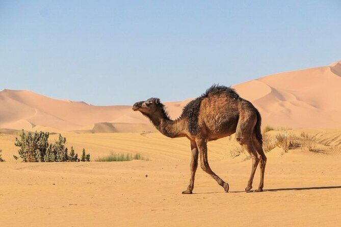 From Marrakech: 3 Days Desert Tour To Merzouga Camp & Camel Trek - What’s Included and What’s Not