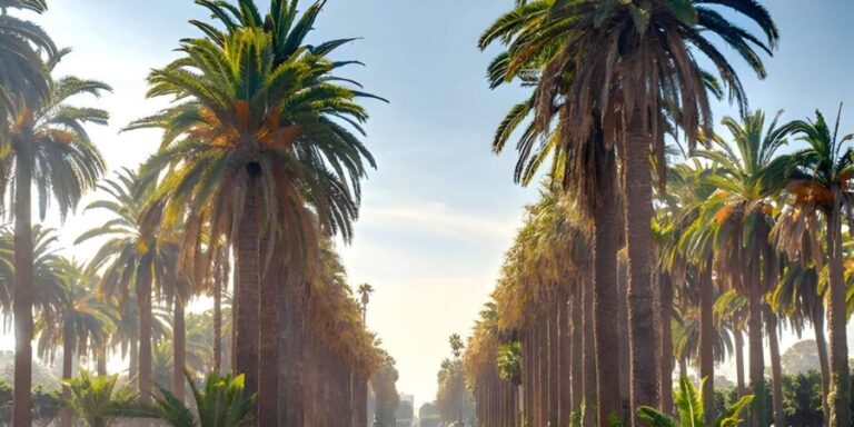 From Marrakech: Casablanca Day Trip by van - What Makes This Tour Stand Out?