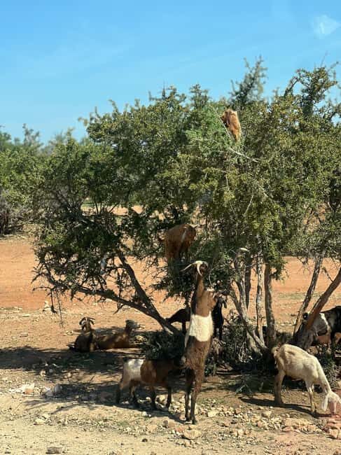 From Marrakech: Day Trip to Essaouira with Transfers - FAQs