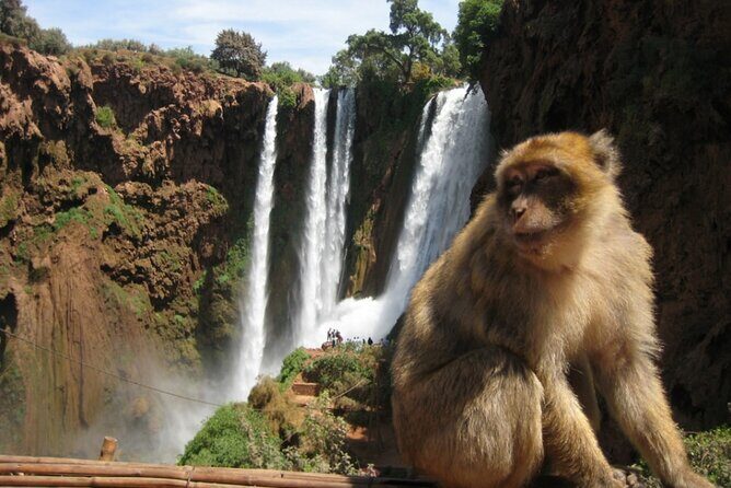 From Marrakech: Day Trip to Ouzoud Waterfalls Guided & Boat Ride - Evening Entertainment and Reflection