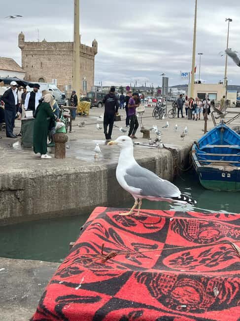 From Marrakech: Essaouira Day Trip with Hotel Pickup - Transportation, Guides, and Group Size