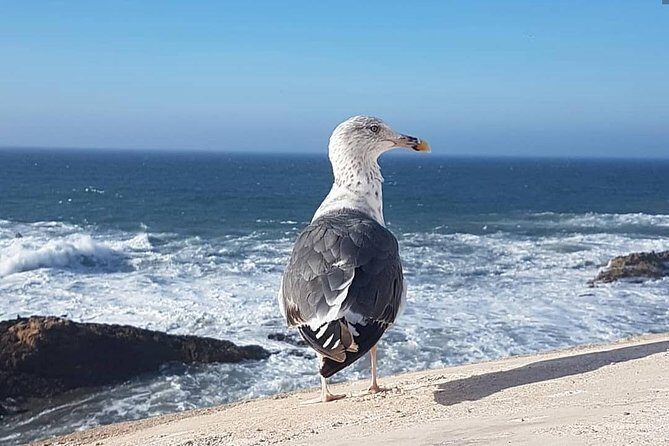 From Marrakech To Essaouira Mogador Full Day Trip | Small-group - Who Will Enjoy This Tour?