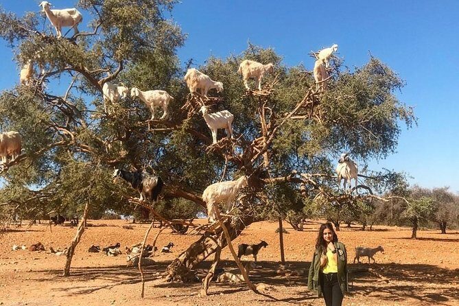 From Marrakesh: Essaouira Full-Day Trip - The Journey Begins: From Marrakech to Essaouira