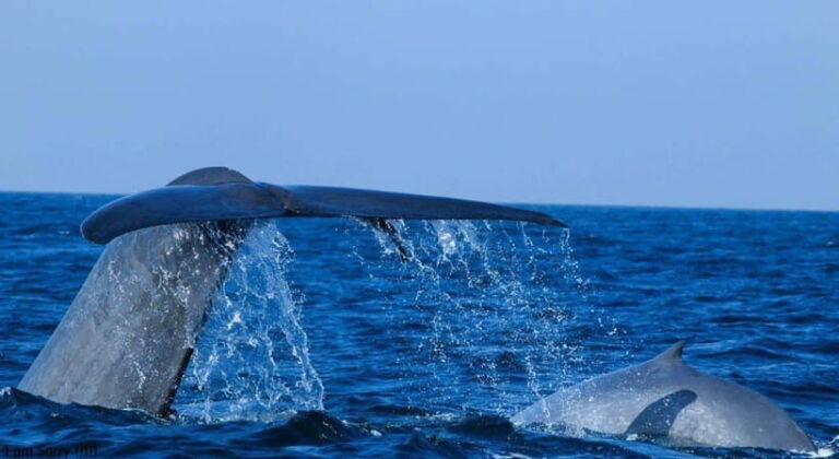 From Mirissa: All Inclusive Whales & Dolphin Watching Tour - Detailed Breakdown of the Itinerary