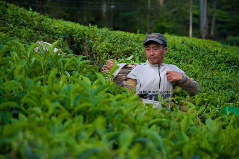 From Moc Chau: 3-Day Tea Farm and Waterfall Tour - What to Expect: Practical Details and Tips