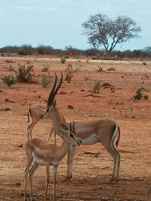 From Mombasa: 3-Day Tsavo East and Tsavo West Safari - Who Will Enjoy This Tour?