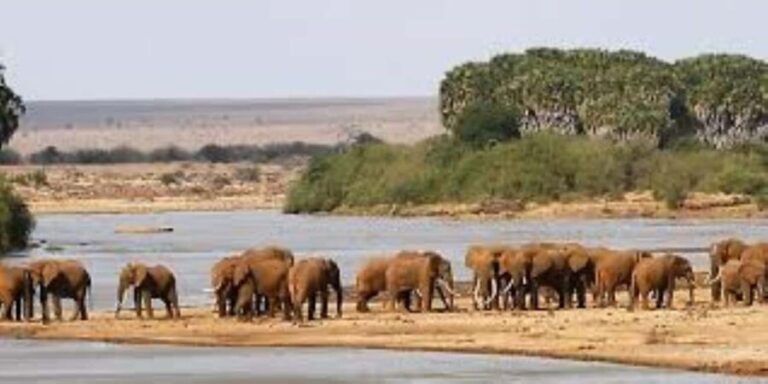 From Mombasa: Day Tour to Tsavo East National Park - What to Expect from Your Tsavo East Day Trip