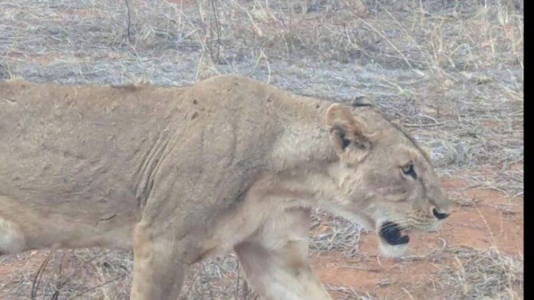 From Mombasa/Diani: 3-Day Tsavo East and Amboseli Safari - What’s Included and What’s Not