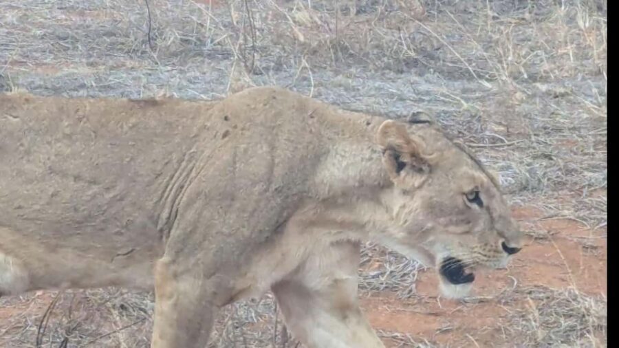 From Mombasa/Diani: 3-Day Tsavo East and Amboseli Safari - What’s Included and What’s Not