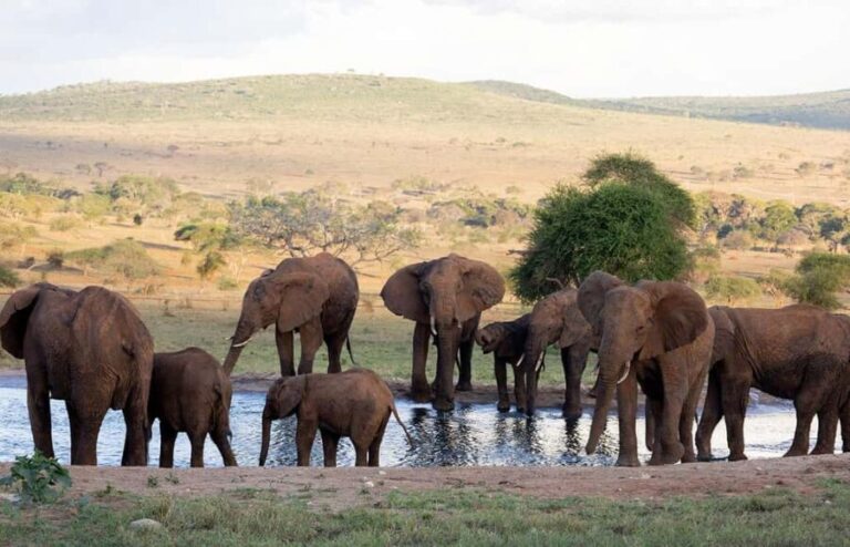 From Mombasa/Diani:3-Day Tsavo East-Tsavo West Parks safari - What’s Included and What to Consider