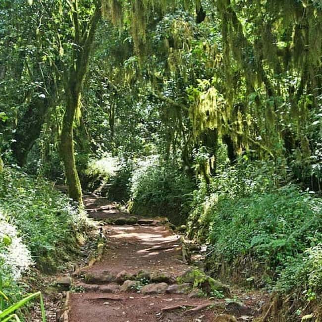 From Moshi - Kilimanjaro hiking Machame route - A 1 Day Tour - Key Points