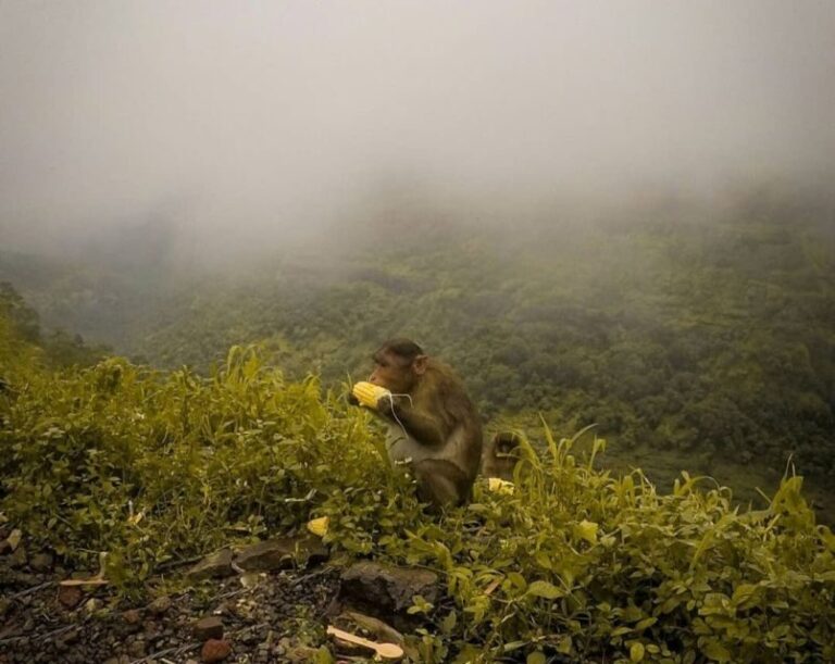 From Mumbai: Lonvala Hill Station & Tiger Point Private Tour - Practical Details and Tips