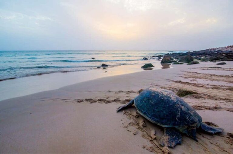 From Muscat: 2-Days, 1 Night in Ras Al Hadd - Authentic Experiences and Cultural Touches