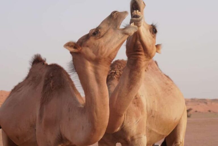From Muscat: Full Day to Wahiba Sands and Wadi Bani Khalid - Final Thoughts: Is This Tour for You?