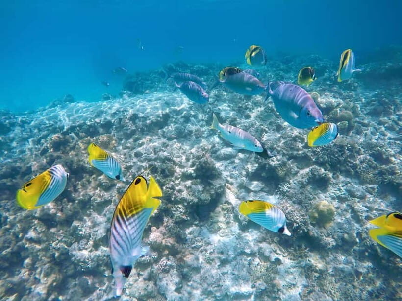 From Naha: Tokashiki Island Day Trip - Why This Tour is a Great Choice