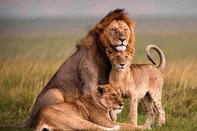 From Nairobi: 12 Days Small Group Kenya and Tanzania Safari - What Makes This Tour Stand Out?