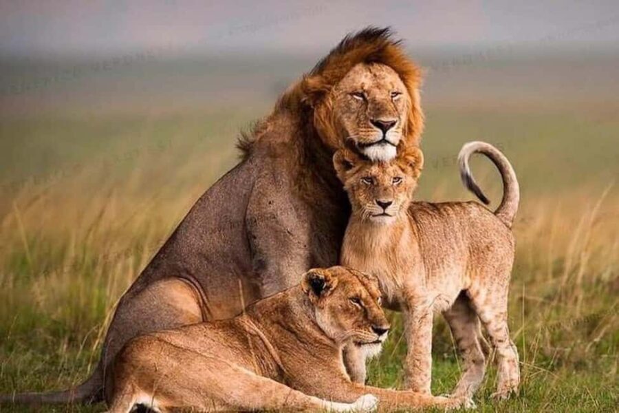 From Nairobi: 12 Days Small Group Kenya and Tanzania Safari - What Makes This Tour Stand Out?