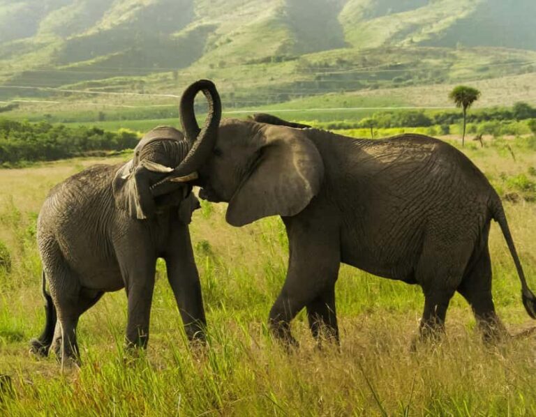 From Nairobi: 2-Day Amboseli National Park Safari - The Itinerary: What You Can Expect