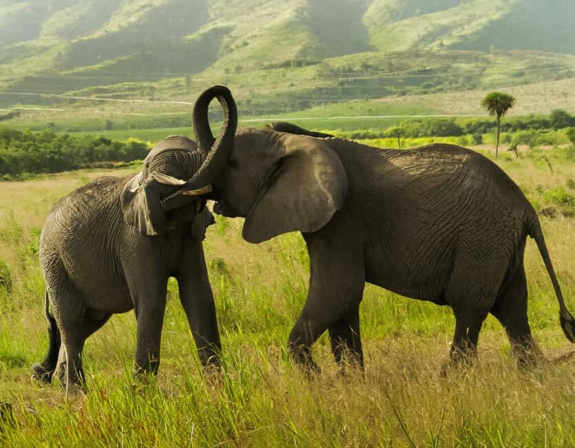 From Nairobi: 2-Day Amboseli National Park Safari - The Itinerary: What You Can Expect