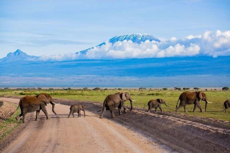 From Nairobi: 2-Day Amboseli National Park Safari - An Overview of the Experience