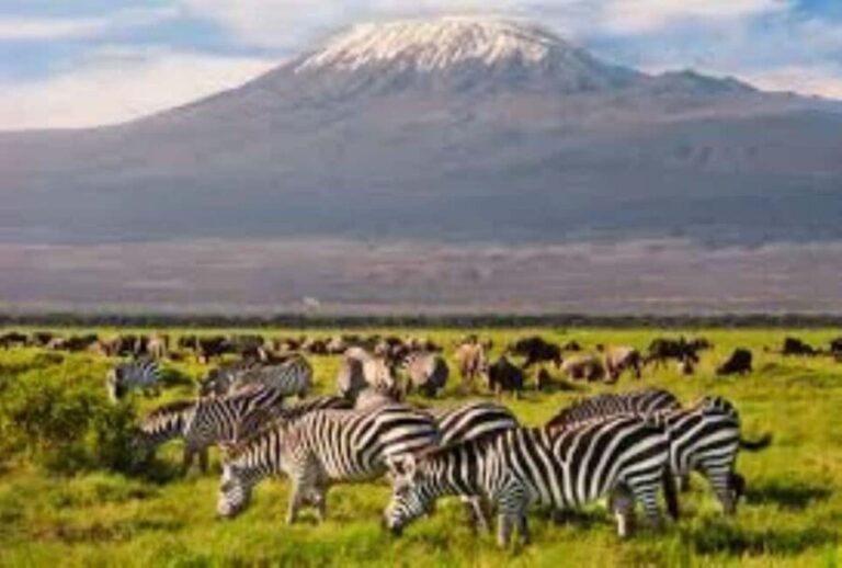 From Nairobi: 2-Day group joining Amboseli National Park - Who Should Consider This Tour?