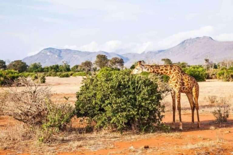 From Nairobi: 2-Day Tsavo East and West National Park Safari - Highlights of the Tour