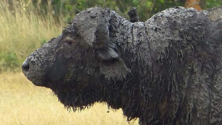 From Nairobi: 2 days 1 night Safari to Ol Pejeta Conservancy - Who Will Love This Tour?