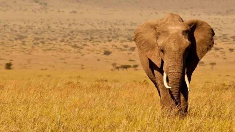 From Nairobi: 3-Day Amboseli National Park Safari - What’s Included and What’s Not