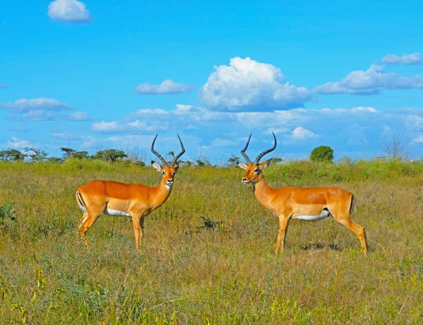 From Nairobi: 3-Day Samburu National Reserve Safari - What to Expect on Your 3-Day Safari