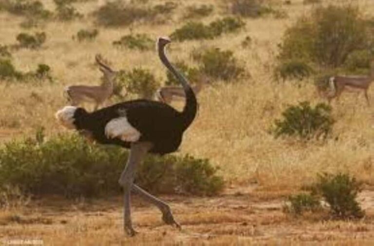 From Nairobi: 4-Day Maasai Mara and Lake Nakuru Group Safari - Final Thoughts