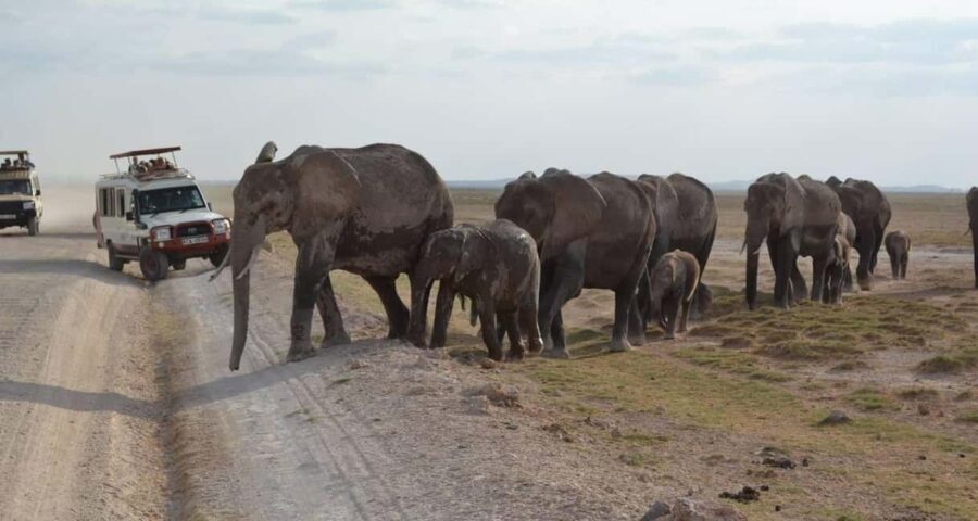 From Nairobi: 5-Day Amboseli, Tsavo West & East Safari - What Makes This Tour Stand Out?