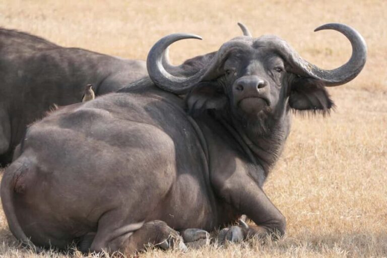 From Nairobi: 5-Day Maasai Mara, Lake Nakuru, and Naivasha - The Itinerary: What to Expect Each Day
