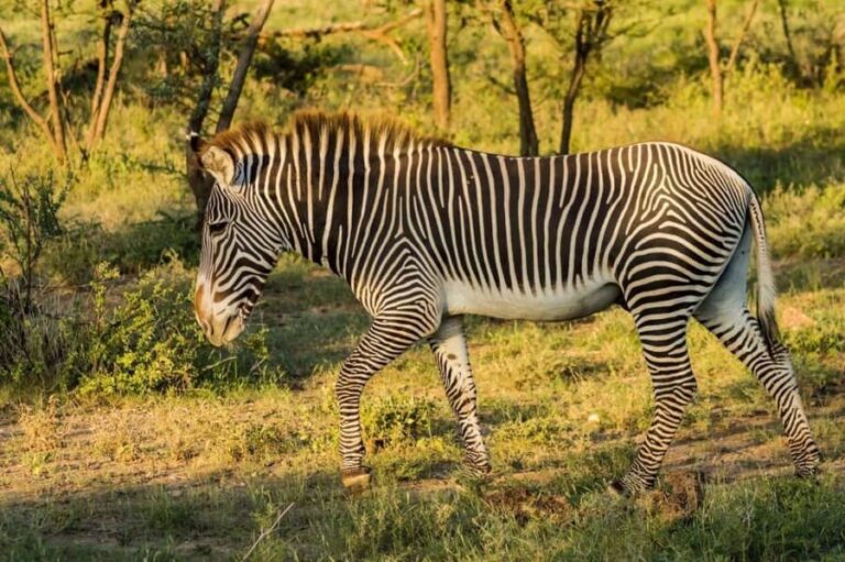From Nairobi: Amboseli National Park 3-Day Mid Luxury Safari - Lodging and Meals: Comfort and Convenience