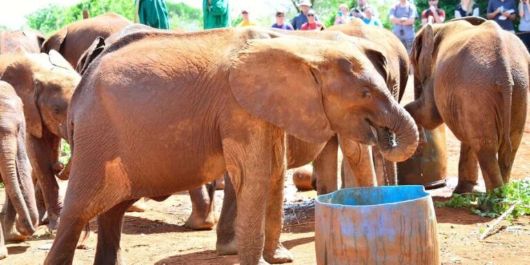 From Nairobi: Elephant Orphanage and Giraffe Center Day Tour - A detailed look at what you can expect on this tour