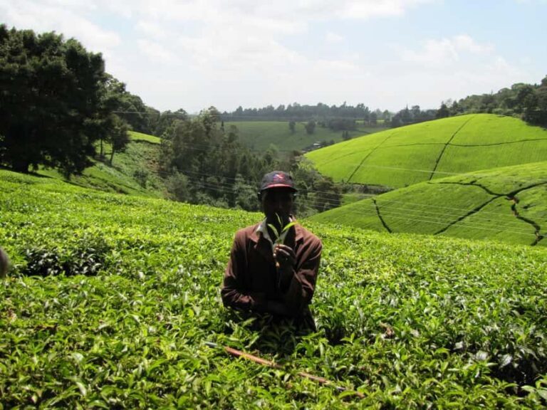 From Nairobi: Kiambethu Tea Farm Tour and Lunch - Final Thoughts: Is It Worth It?