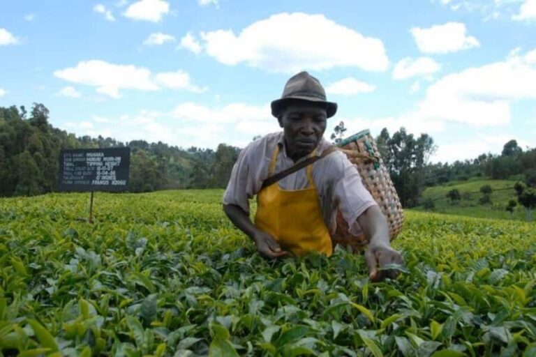 From Nairobi: Kiambethu Tea Farm Tour &Lunch - A Closer Look at the Tour Itinerary