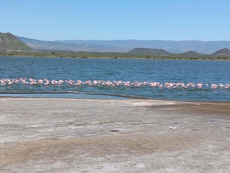 From Nairobi: Lake Nakuru & Naivasha National Park Day Tour - What’s Included and What’s Not