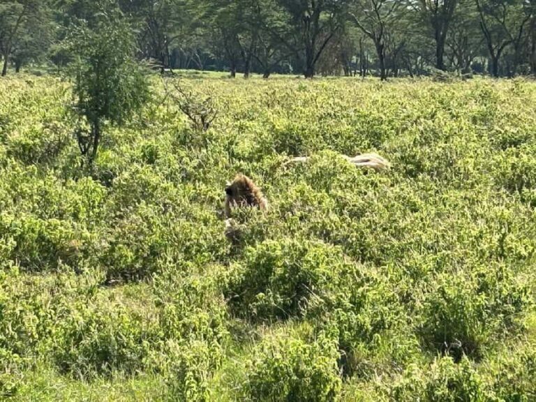 From Nairobi: Lake Nakuru National Park Day Trip - Practical Details & What to Know Before Booking