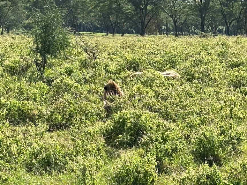 From Nairobi: Lake Nakuru National Park Day Trip