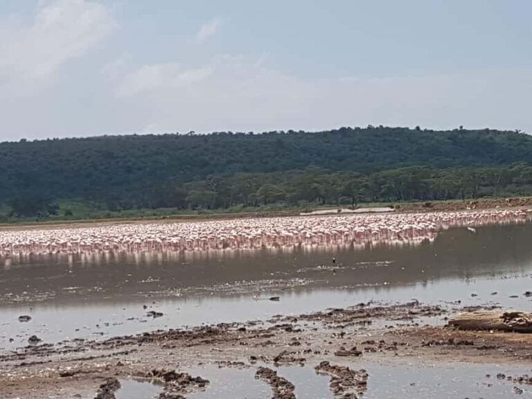From Nairobi: Lake Nakuru National Park Day-Trip - The Itinerary: What to Expect from Dawn to Dusk