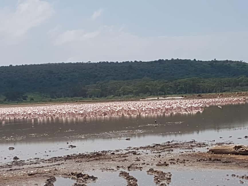 From Nairobi: Lake Nakuru National Park Day-Trip