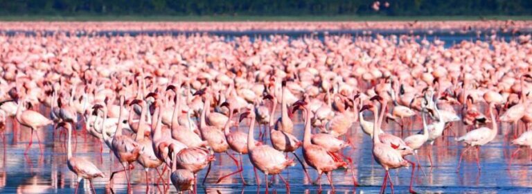 From Nairobi: Lakes Nakuru & Naivasha National Park Day Tour - Practical Details & Tips