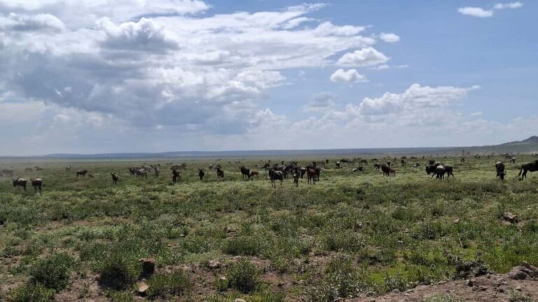 From Nairobi: Masai Mara 6-day Budget Safari - Why This Tour Works