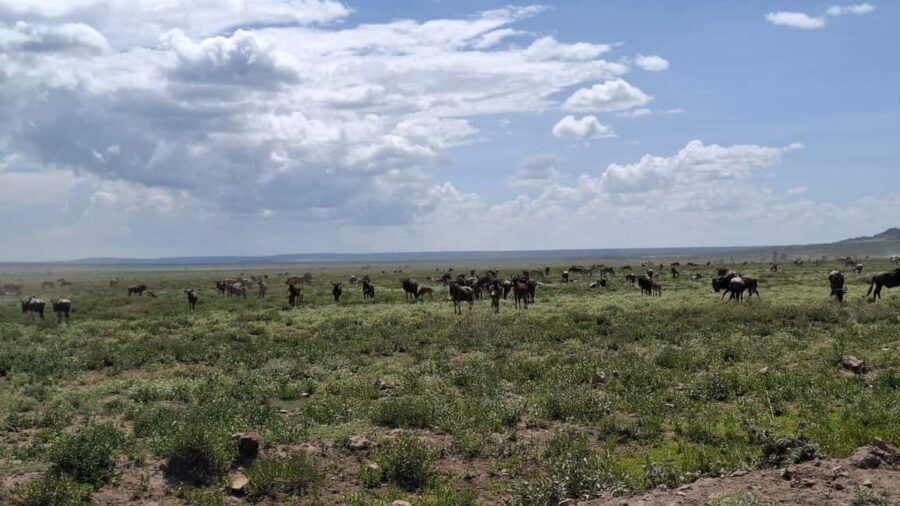 From Nairobi: Masai Mara 6-day Budget Safari - Why This Tour Works