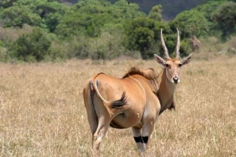 From Nairobi: Mount Longonot National Park Day Trip - The Itinerary: Breaking Down the Day