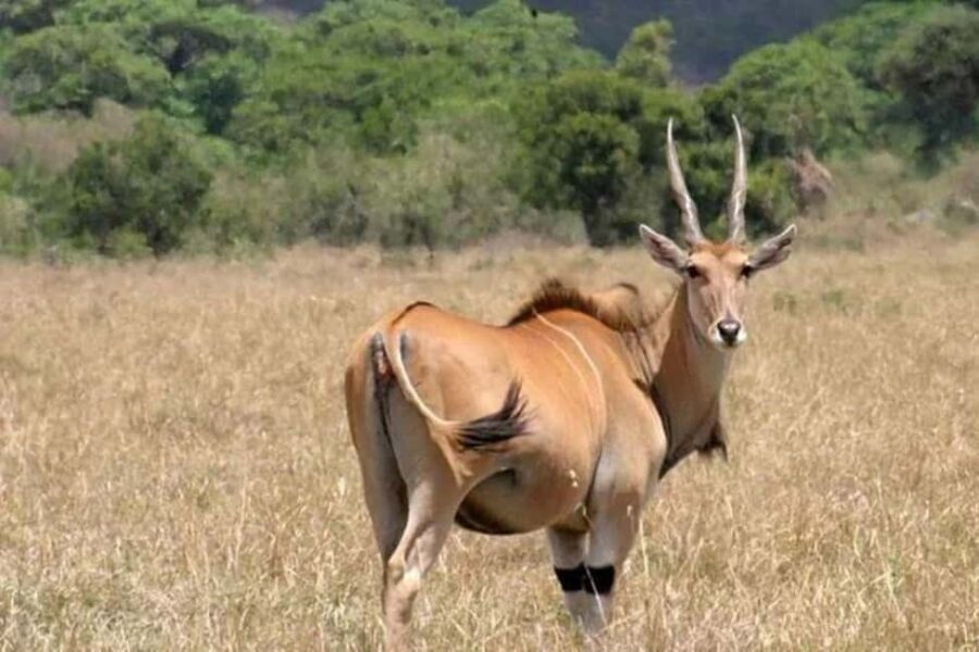 From Nairobi: Mount Longonot National Park Day Trip - The Itinerary: Breaking Down the Day