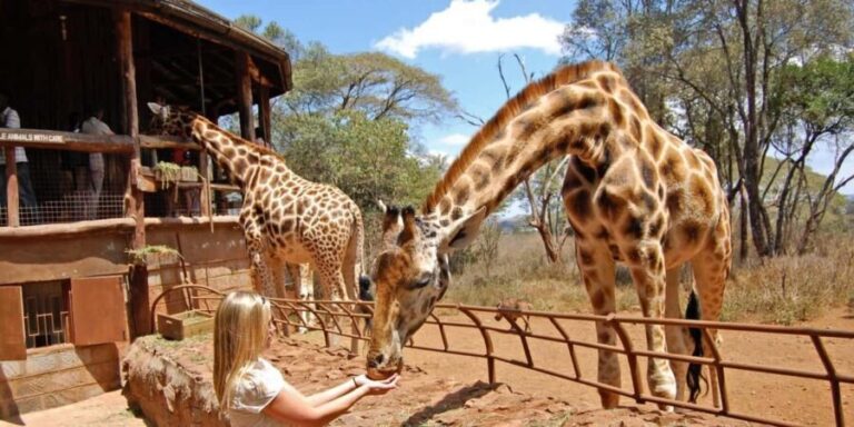 From Nairobi: Nairobi Giraffe Centre Guided Tour - Why This Tour Works