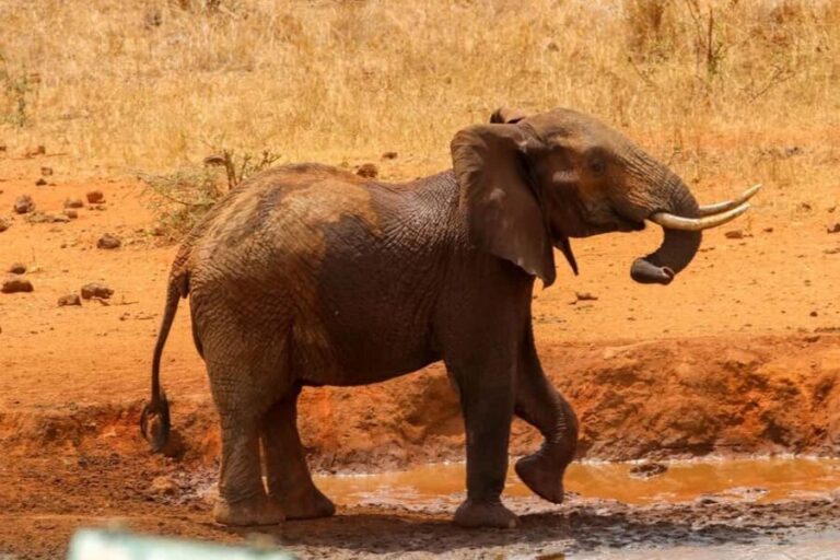 From Nairobi: Overnight Safari to Amboseli Park - The Experience: What Travelers Say