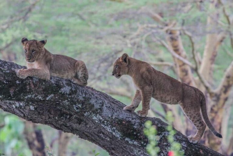 From Nairobi: Private Day Tour to Lake Nakuru National Park - Detailed Breakdown of the Itinerary