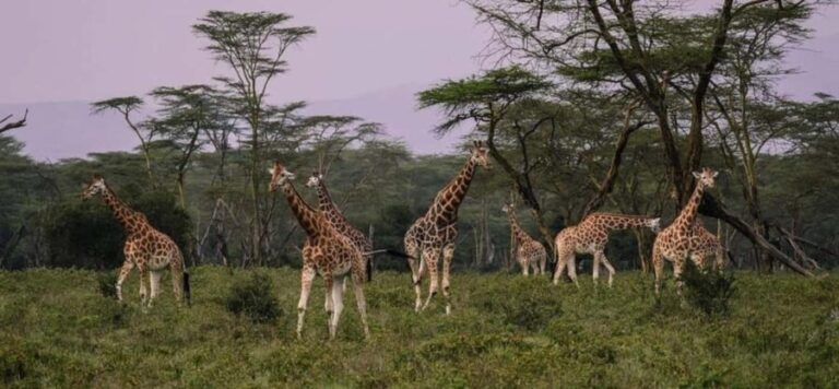 From Nairobi Safari: 4-Day Maasai Mara and Lake Nakuru - What’s Included and What’s Not